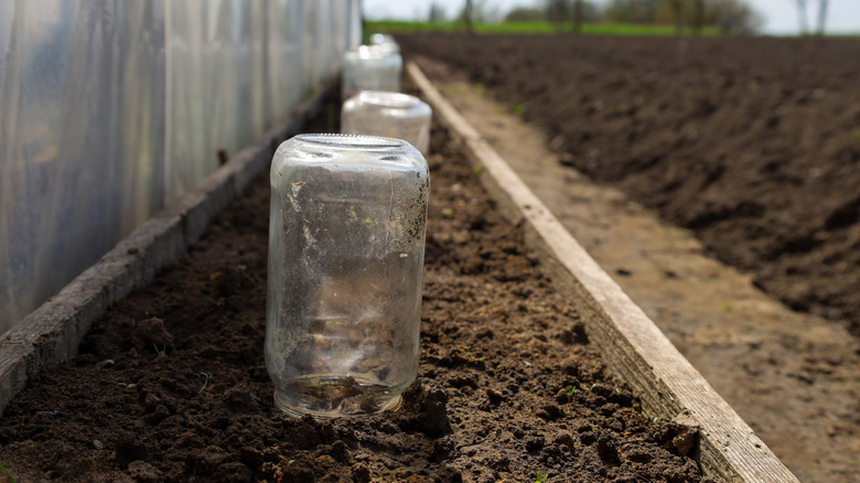 Glass jar cloches acting as mini greenhouses in a garden