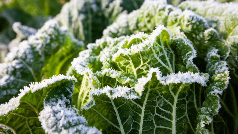 A closeup of cabbage plants covered in frost.