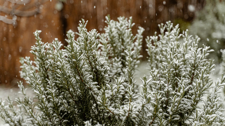 Rosemary plant in fresh snow