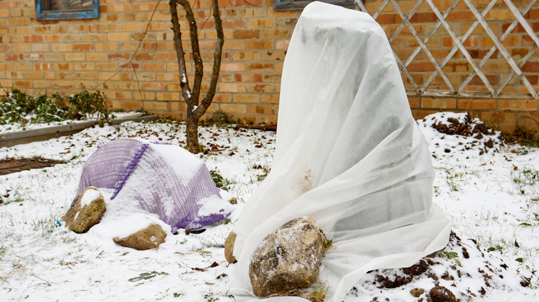 winter snowy garden with plants covered in fabric for protection