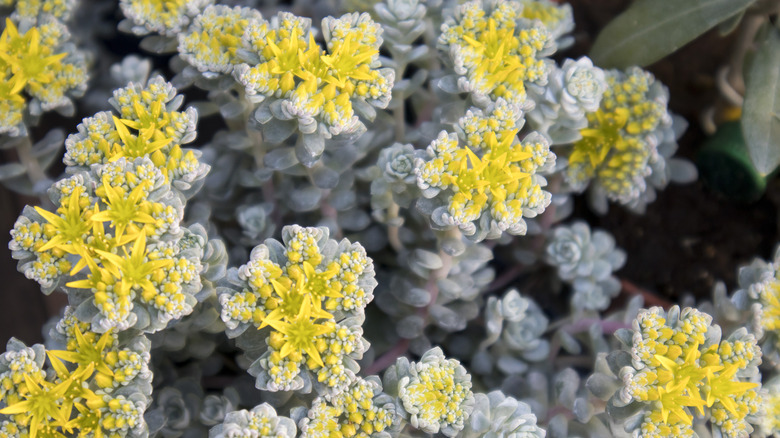 close up of flowering broadleaf stonecrop