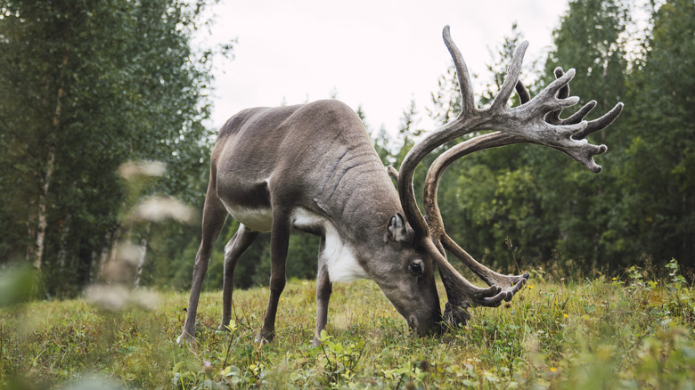 deer with large antlers eating plants on ground
