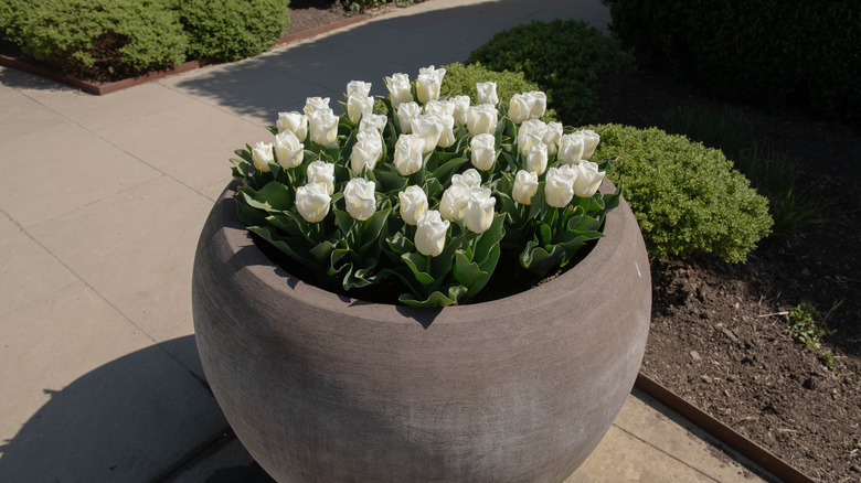 White tulips in large flower pot