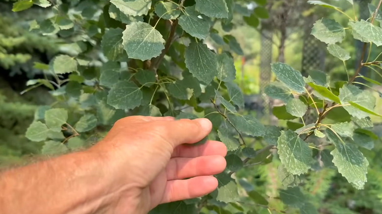 Close up of the leaves of the Swedish Aspen tree