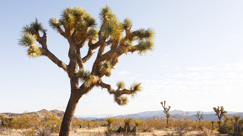 Joshua Tree in Joshua Tree National Park