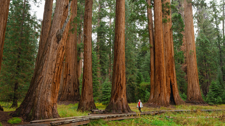 Woman hiking near Giant Sequoia