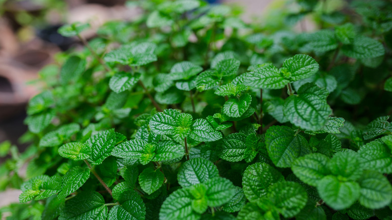 Peppermint plant growing