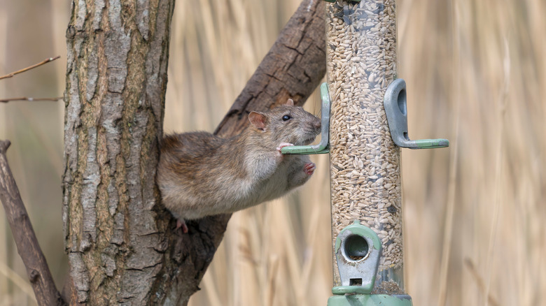 Rat trying to eat at bird feeder