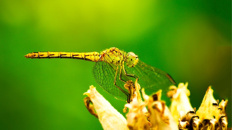 Yellow dragonfly on a flower