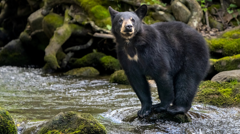A black bear in a river in the Great Smoky National Park