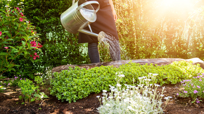 Person watering garden with several ground cover plants