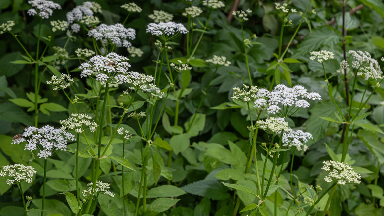 A goutweed shrub with jutting white flower clusters