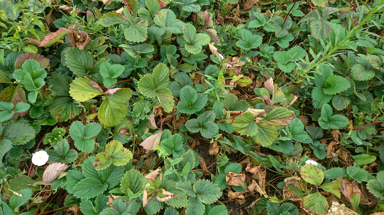 Dense strawberry plants up close