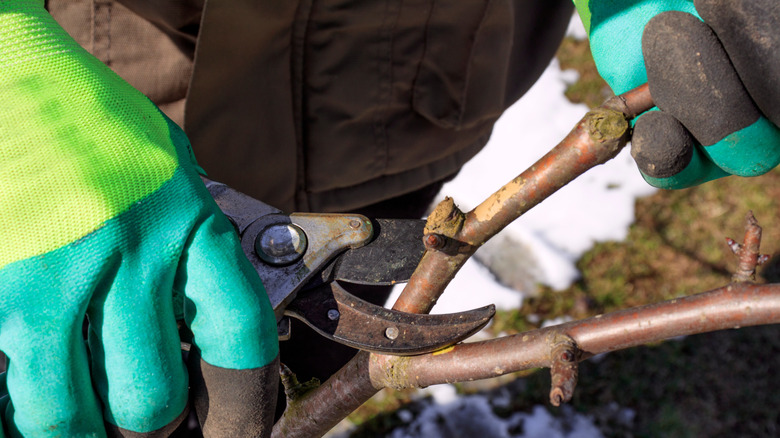 Hands pruning a branch