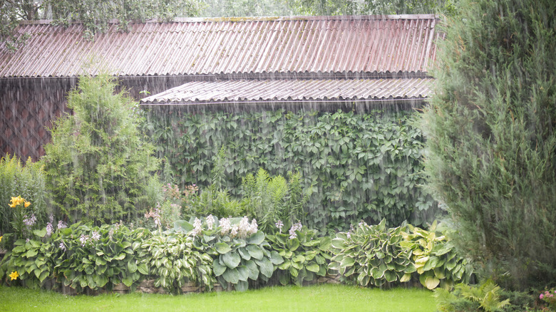 Lush garden during a heavy rain