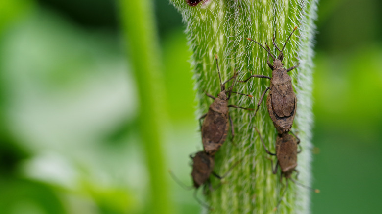 A group of stink bugs feasting on the stem of a garden plant