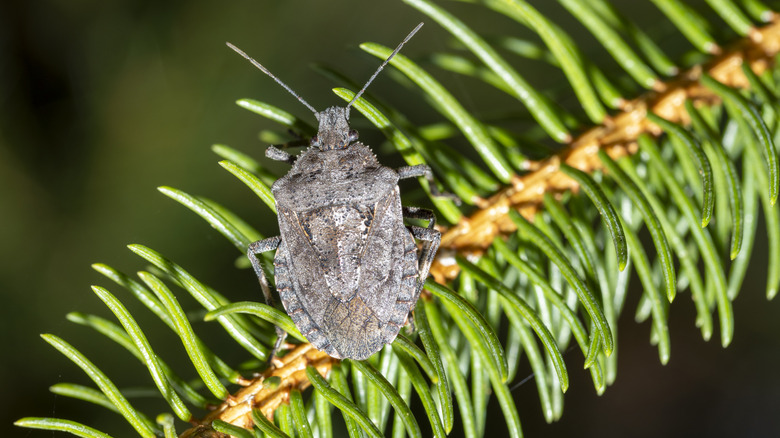 A stink bug clings to the needles of a pine tree