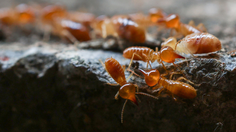 Termites crawling across the ground