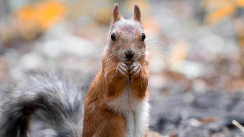 A squirrel eating a nut on the ground