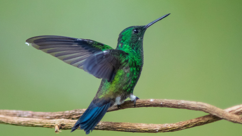 Teal and purple hummingbird perched on a thin branch