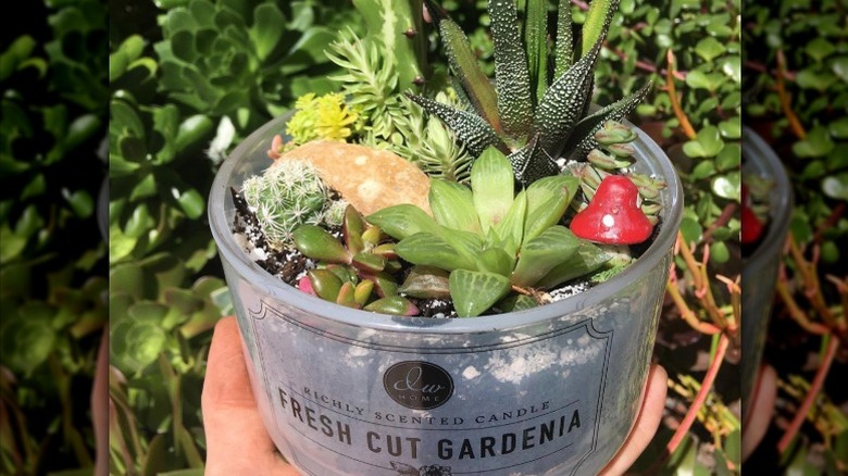 Hand holding succulents planted in a candle jar