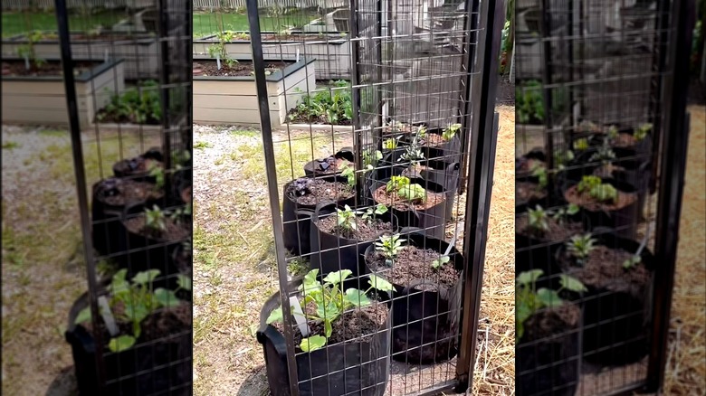 A dog crate repurposed as a trellis
