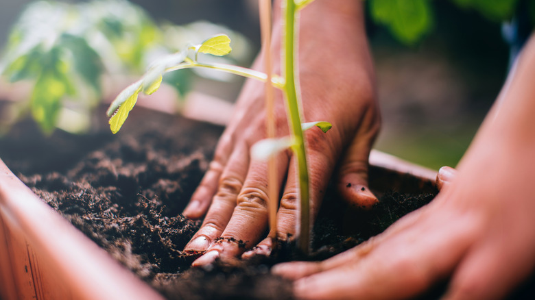 Woman planting tomato plant in container
