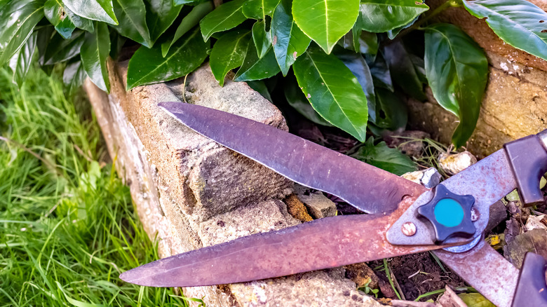 A pair of rusty garden sheers sitting on a stone wall near a bush