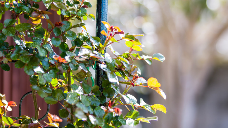 DIY trellis from bathroom shelf final result