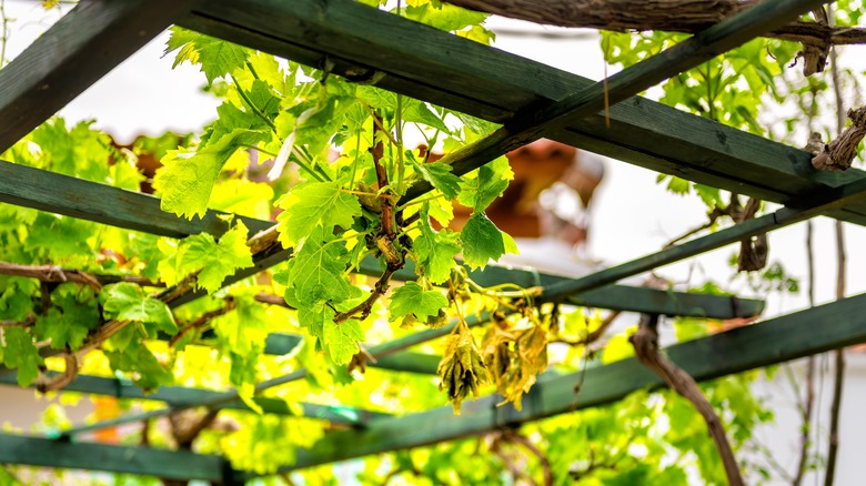 Grape vines winding through trellis