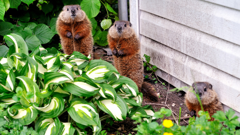 Chipmunks in garden, standing on hind legs