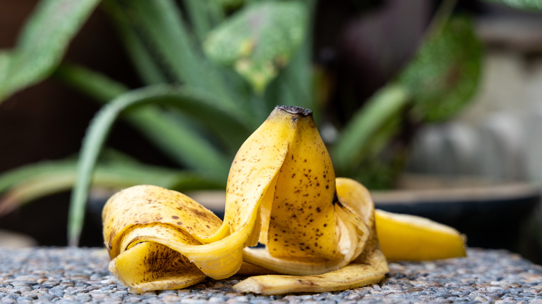 A yellow banana peel on the ground in front of lush plants