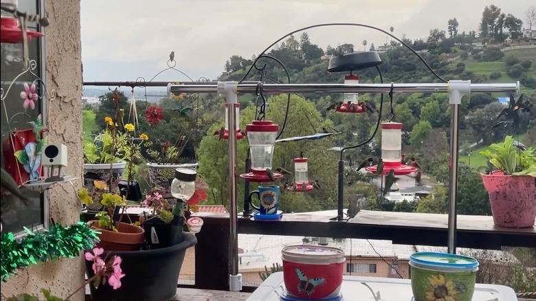 A feeding station for hummingbirds, bees, and other pollinators