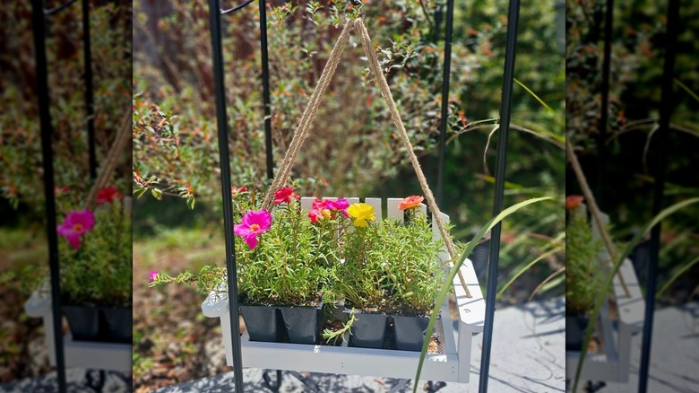 A hanging bird feeder being used as a flower seed starter