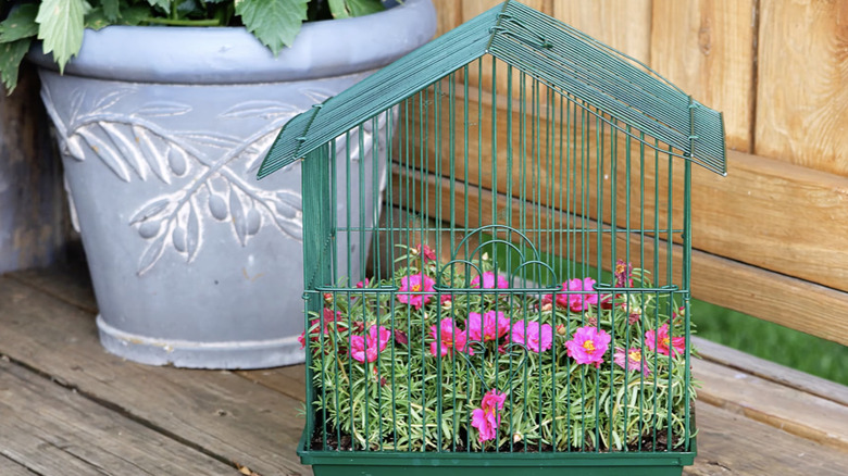 Repurposed birdcage planter on a porch