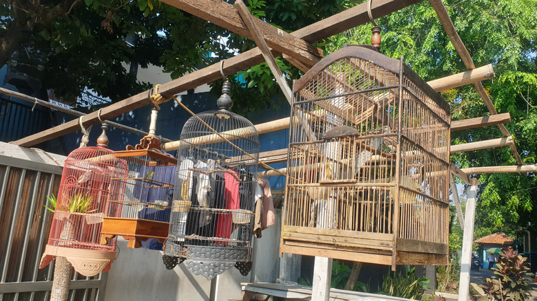 Several old birdcages hanging outside