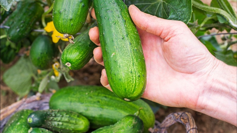 Person picking cucumbers in garden