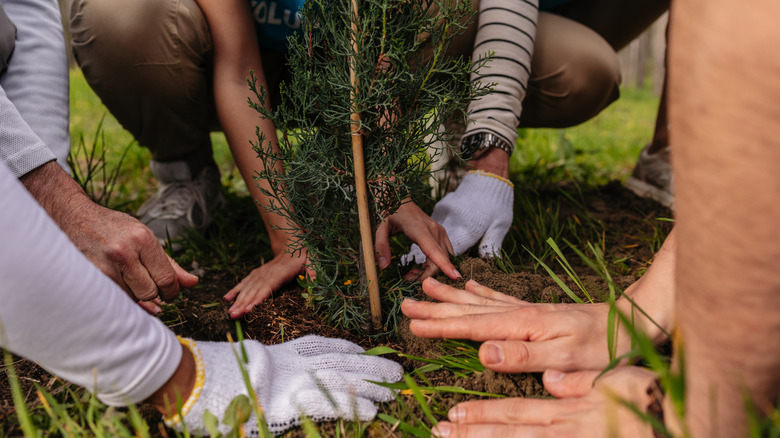 People planting tree together