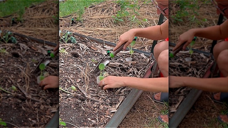 Toilet paper tube collars on transplanted seedlings