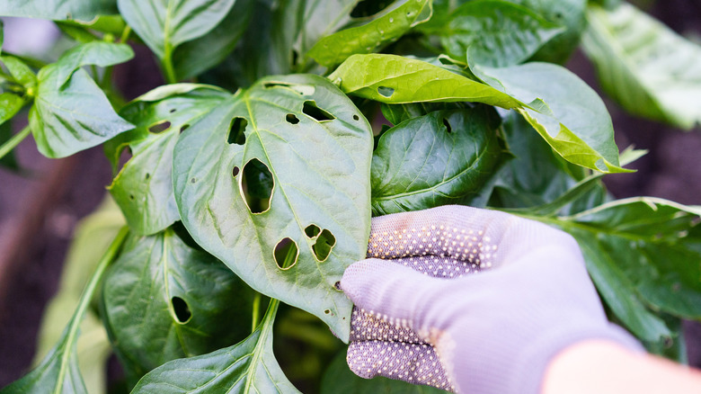 Plant leaves with pest damage