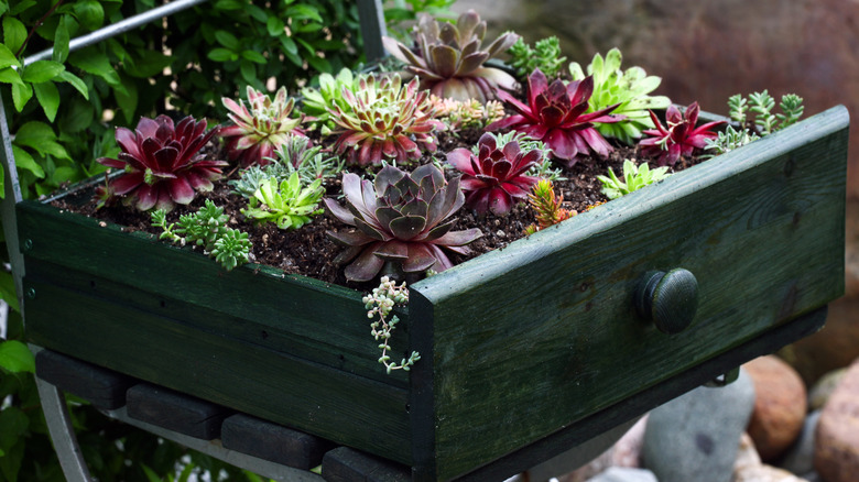 Succulents growing in upcycled drawer on patio chair