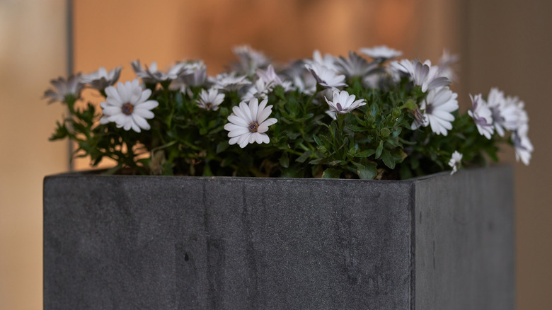 An elegant square planter