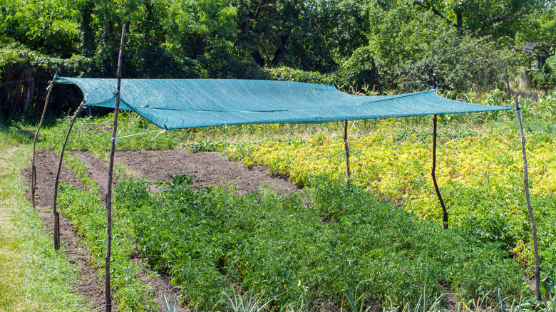 shade covering a garden