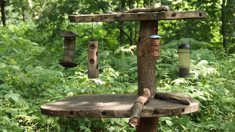 Bird feeding station in wooded area