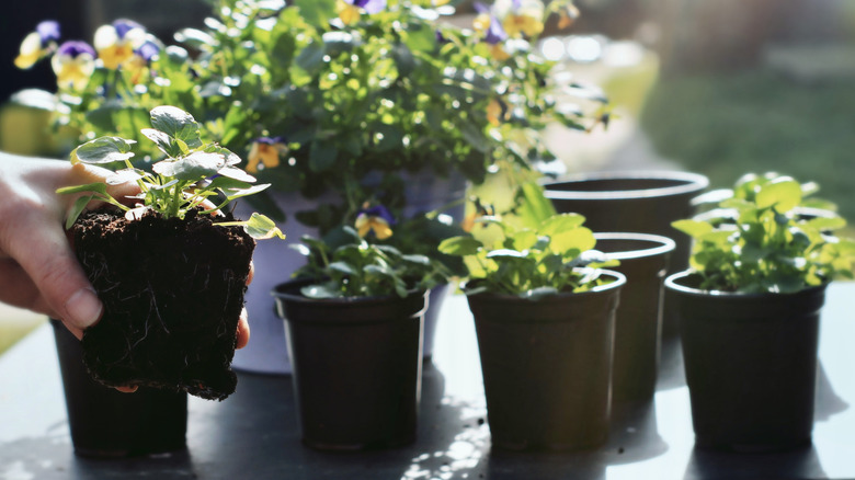 gardener holding a seedling in front of potted plants