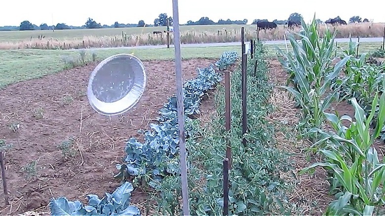 An aluminum pie tin attached to pole blowing in wind