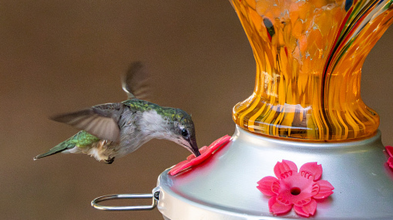 Hummingbird drinks from a feeder