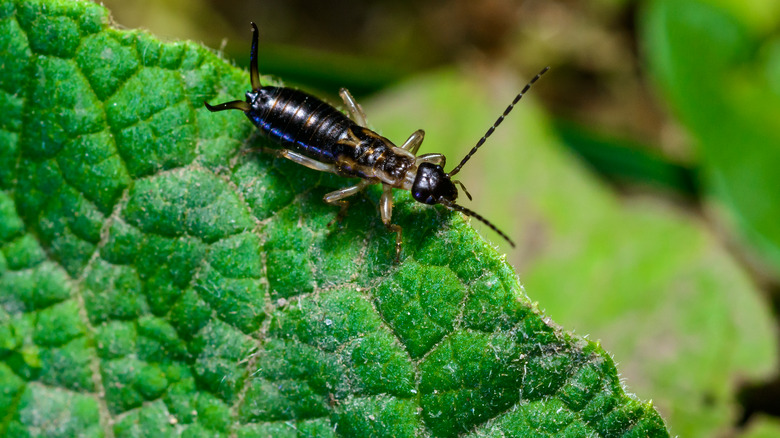 an earwig on a leaf
