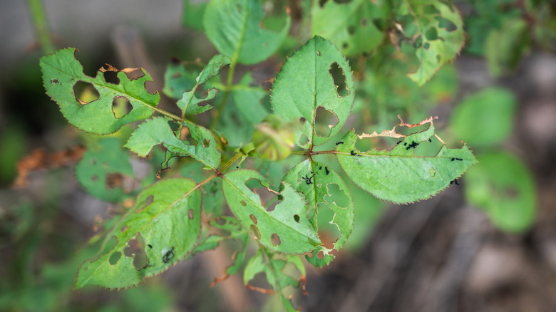 A plant with significant signs of pest activity
