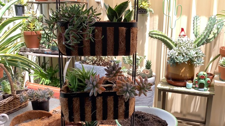 Planter created out of shower caddy